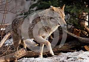 A wolf comes out from behind a tree lit by the sunPowerful predator gray wolf in the woods in early spring