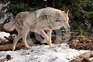 A wolf comes out from behind a tree lit by the sunPowerful predator gray wolf in the woods in early spring