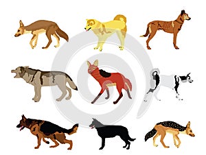 Wolf, coyote,jackal and dog collection vector illustration isolated.