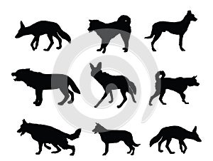 Wolf, coyote,jackal and dog collection vector silhouette illustration isolated.