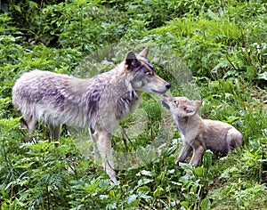 Wolf and cub