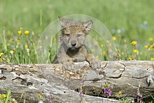 Wolf cub