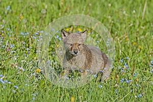 Wolf cub in Montana meadow