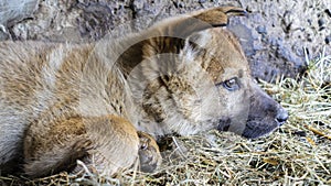 Wolf cub portrait in hay. Animals and wild nature concept