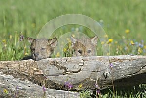 Wolf cubs