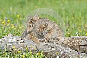 Wolf cubs in Montana