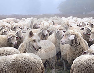 Wolf in disguise wearing a wool clothing mingles in a flock of sheep