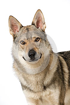 Wolf dog