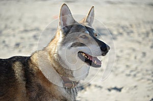 Wolf dog on the beach