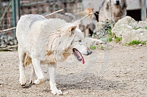Wolf dog - Canis Lupus