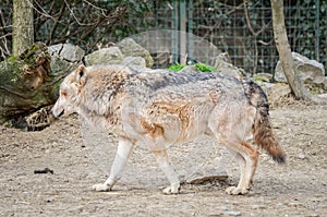 Wolf dog - Canis Lupus