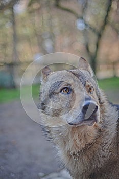 Wolf dog with collar face portrait with eyes with an intense gaze