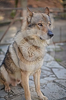 Wolf dog with collar full body portrait with eyes with an intense gaze