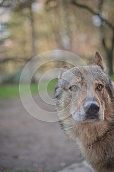 Wolf dog with collar head shot portrait with eyes with an intense gaze