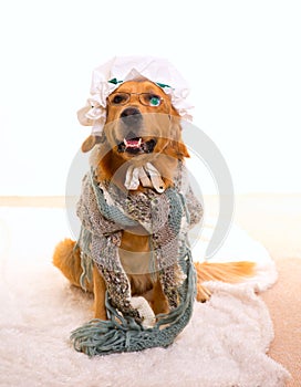 Wolf dog dressed as grandma golden retriever