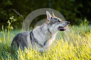Wolf dog in field at sunset