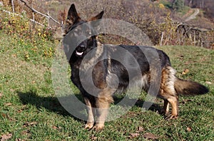 Wolf dog (German shepherd) portrait