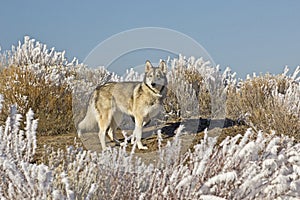 Wolf Dog On Hilltop on Sunny Winter Day