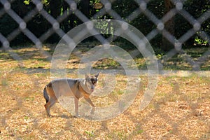 Wolf dog locked behind a fence in the wildlife Park in Silz/Palatinate/Germany