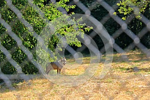 Wolf dog locked behind a fence in the wildlife Park in Silz/Palatinate/Germany