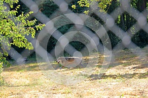 Wolf dog locked behind a fence in the wildlife Park in Silz/Palatinate/Germany