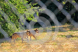 Wolf dog locked behind a fence in the wildlife Park in Silz/Palatinate/Germany