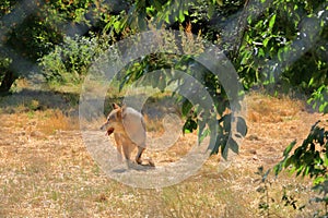 Wolf dog locked behind a fence in the wildlife Park in Silz/Palatinate/Germany