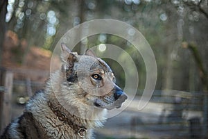 Wolf dog one side  head shot portrait with eyes with an intense gaze