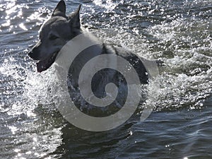 Wolf dog playing in the water