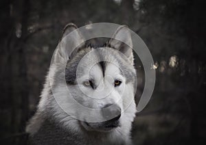 Wolf dog portrait in the forest