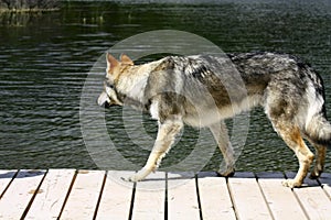 Wolf dog posing