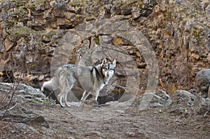 Wolf Dog In Red Rocky Canyon