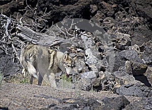 Wolf Dog Searching In Lava Flow