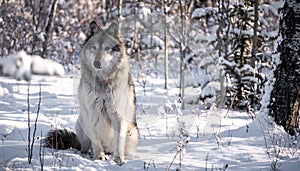 Wolf dog in snowy winter forest in daytime.