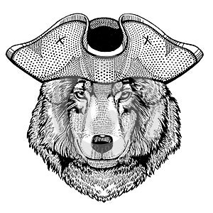 Wolf, dog wearing pirate tricorn hat. Capitan costume.