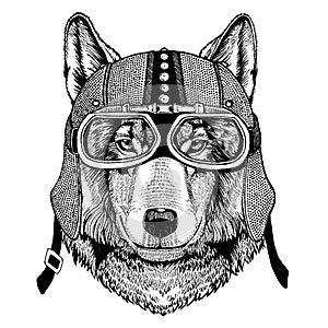 Wolf, dog Wild animal wearing motorcycle, aero helmet. Biker illustration for t-shirt, posters, prints.