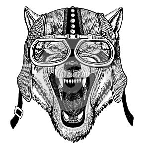 Wolf, dog Wild animal wearing motorcycle, aero helmet. Biker illustration for t-shirt, posters, prints.