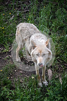 Wolf dog at the Yamnuska Sanctuary