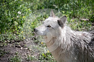 Wolf dog at the Yamnuska Sanctuary