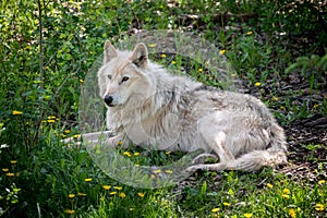 Wolf dog at the Yamnuska Sanctuary