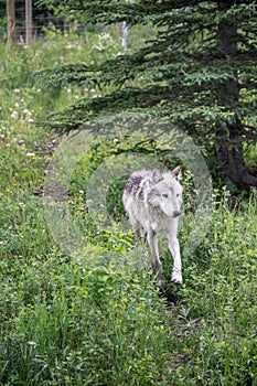 Wolf dog at the Yamnuska Sanctuary