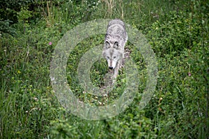 Wolf dog at the Yamnuska Sanctuary