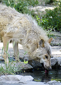 Wolf is drinking water