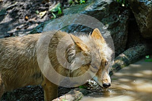 Wolf drinking water from pond