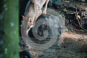 Wolf drinking water from pond