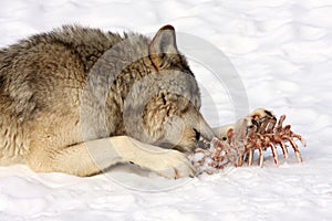 Wolf eating