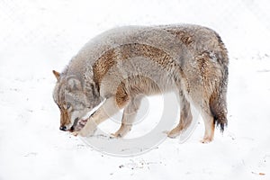 Wolf eating meat