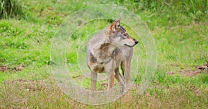 Wolf eating meat on field