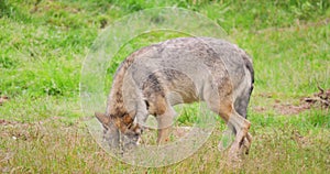 Wolf eating meat on field in forest