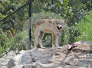 Wolf eating meat in zoo